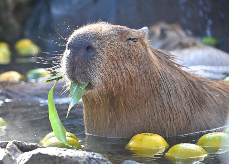 capybara ngâm onsen